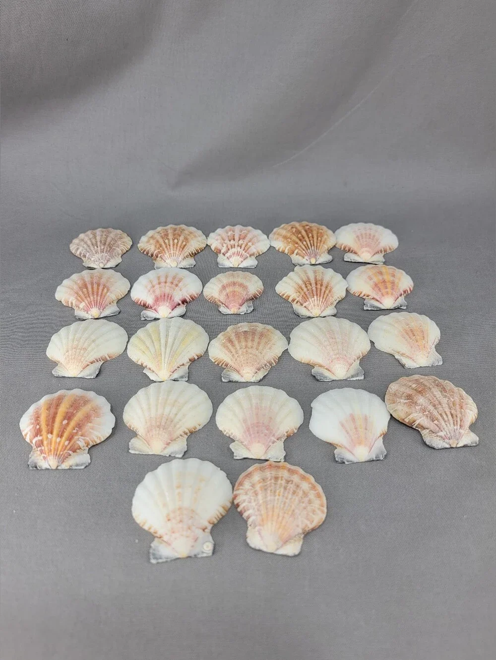 Scallop Shell Seashell Crafts Coastal Beach Decor Miscellaneous Lot